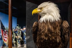 Old Abe - the war eagle of the 8th Wisconsin overlooks a museum gallery.