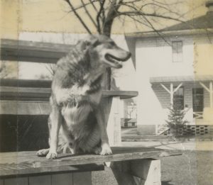 Brownie at the Veterans Home at King