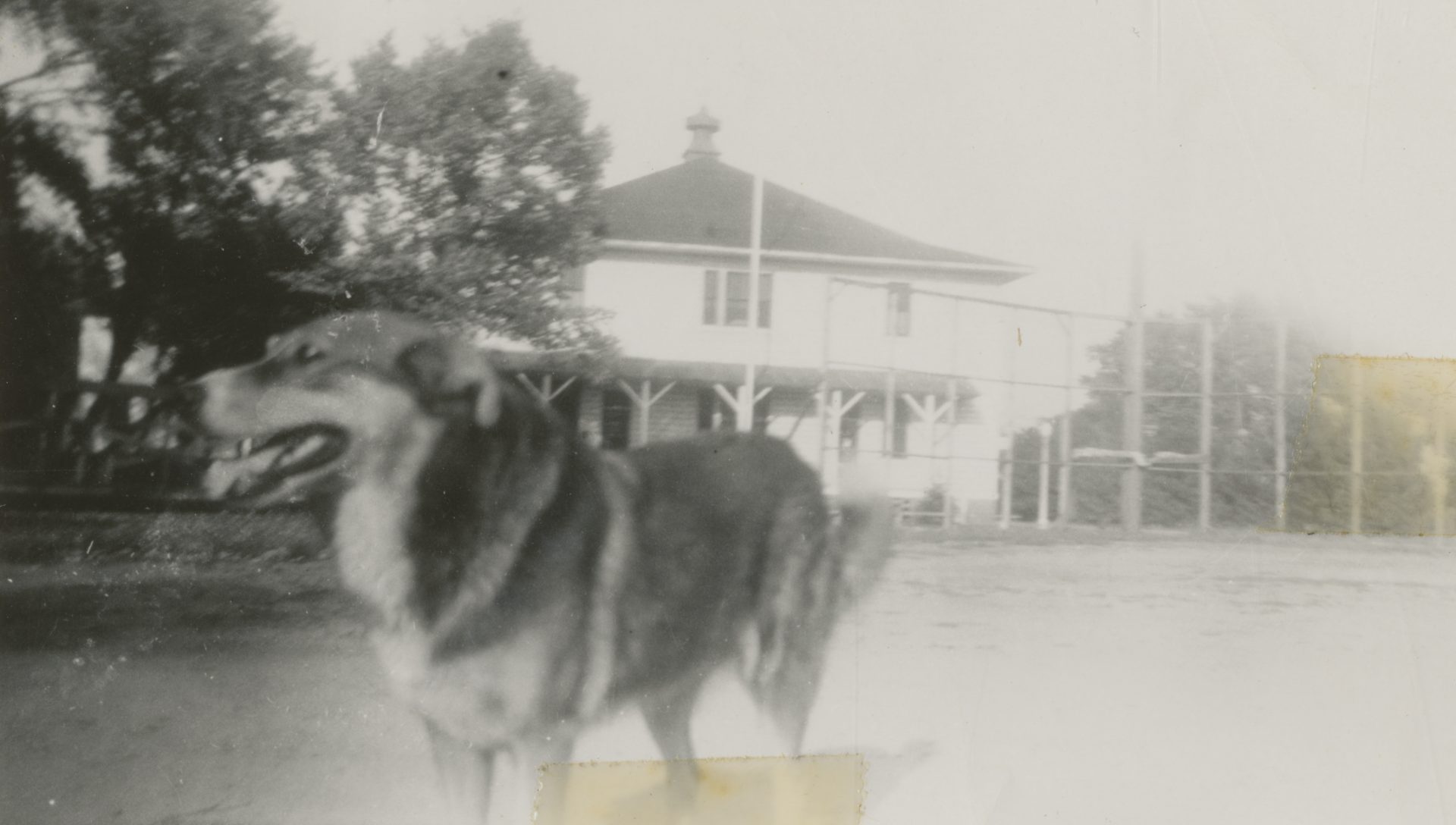 Brownie at the Veterans Home at King